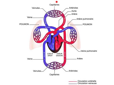 La Circulation Sanguine Human Circulatory System Circulatory System