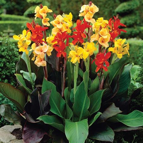 As Flamboyant As Their Tropical American Ancestry Cannas Are Among The
