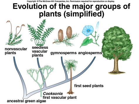 Evolution Of Major Groups Of Plants Plants Vascular Plant Gymnosperm