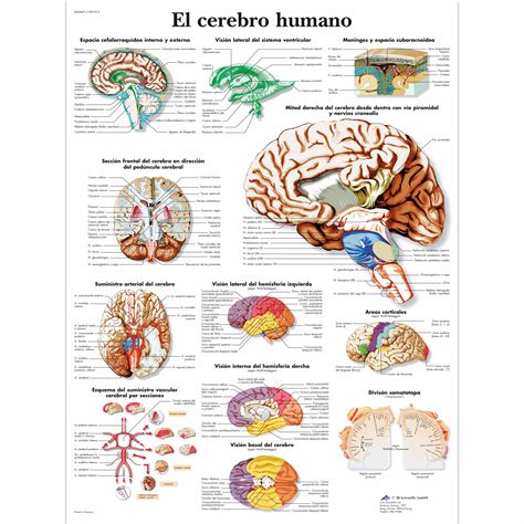 El Cerebro Humano Lámina Anatomical 3d