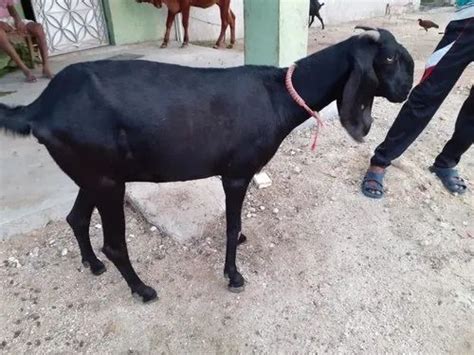 Male Brown Black Bengal Goat Buck 13 Kg At Rs 5000unit In Balangir