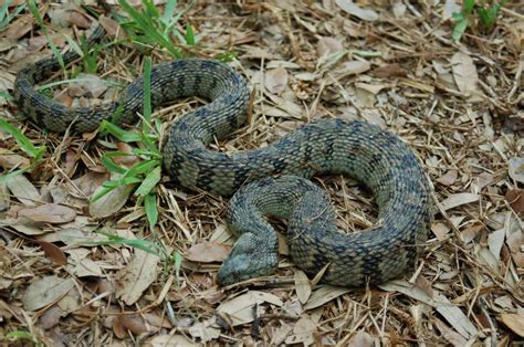 See The Endangered Venomous And Non Venomous Snakes In Texas