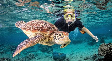 Snorkeling Cairns Dive Tours