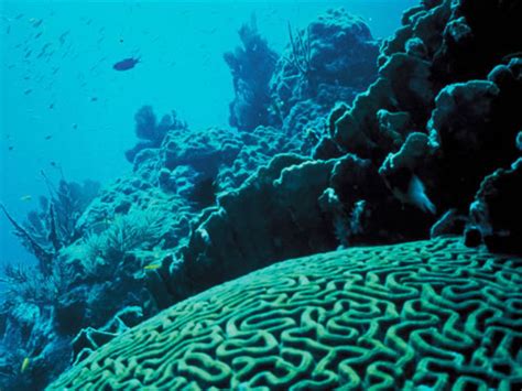 Galapagos Coral Reefs Studied by Researchers | Galapagos ...