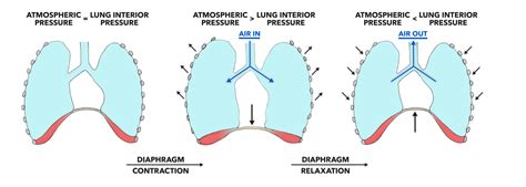 Crossfit Lung Physiology Breathing