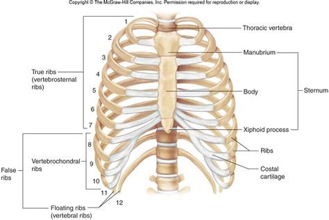Thoracic Cage Chandler Physical Therapy
