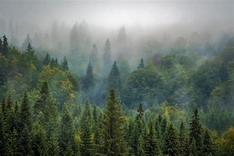 Hutan Pegunungan Pengertian Jenis Ciri Ekosistem The Best Porn