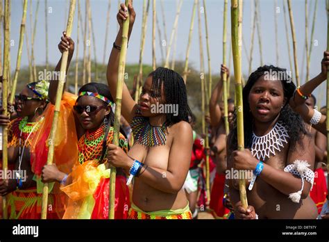 Zulu Maidens Deliver Reed Sticks To The King Zulu Reed Dance At Stock