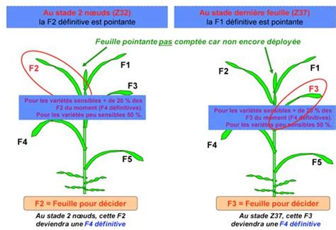 2 résultat(s) proposé(s) par un ami : La septoriose contamine le blé tendre via les ...