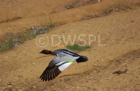 A Royalty Free Image Of Australian Wood Duck Chenonetta