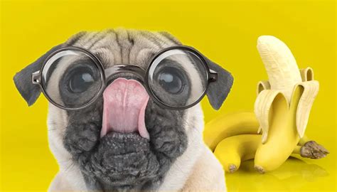 Can Pugs Eat Bananas A Healthy Office Treat For Your Small Dog
