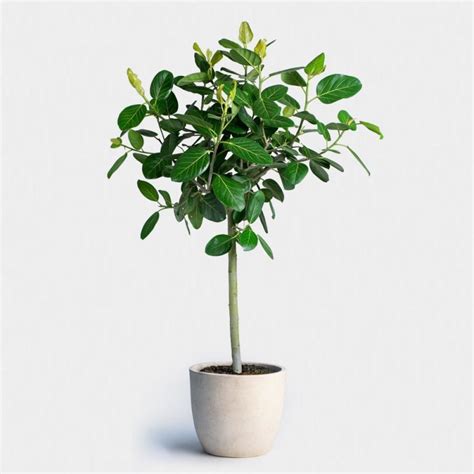 For instance, the color of the planter could determine how much heat it retains. The Most Popular Indoor Plants of 2019 (and Their Perfect ...