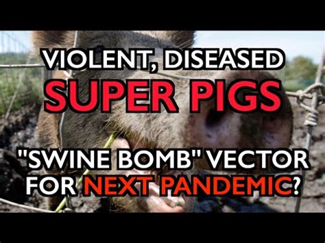 Gratis download dan streaming lagu mp3 terbaru. Violent, Diseased Super-Pigs: Vector for Next Pandemic ...