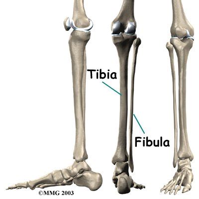 Its lower end helps create the knee joint. Sara's Travel Blog: Check up