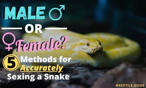 Sexing Your Snake 5 Proven Ways To Tell A Snakes Gender From Home