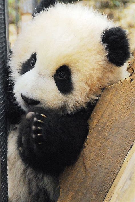 See more ideas about baby panda, panda, panda bear. It a baby panda! SO cute! | Panda bear, Cute panda