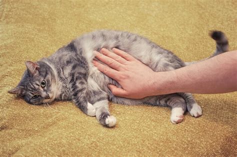 Stomach Cancer In Cats Causes Symptoms And Treatment Unianimal