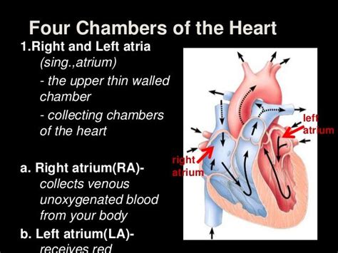 2 Right And Left Ventricles Lower Thick Walled Chambers The Pumping Chambers Of Your Heart