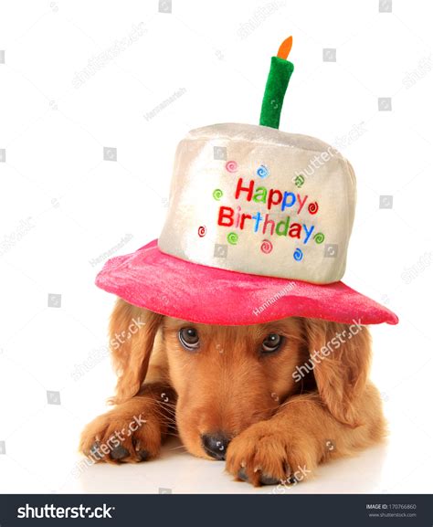 Golden Retriever Puppy Wearing Happy Birthday Stock Photo 170766860