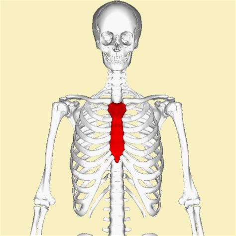 This lesson on the shoulder girdle, will complete the bones of the torso. Bones of The Head And Neck - Basic Functioning and Location