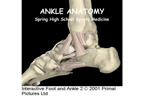 Ppt Ankle Anatomy Powerpoint Presentation Id30309