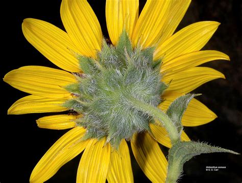 Helianthus Annuus Common Sunflower Go Botany