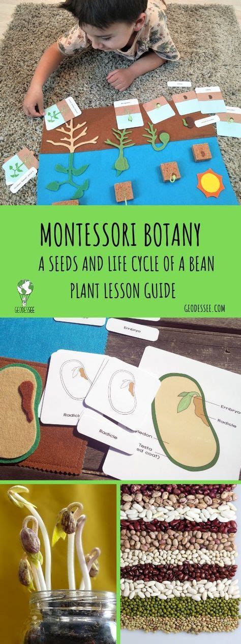 100 Botany Activities Ideas In 2020 Activities Homeschool Science
