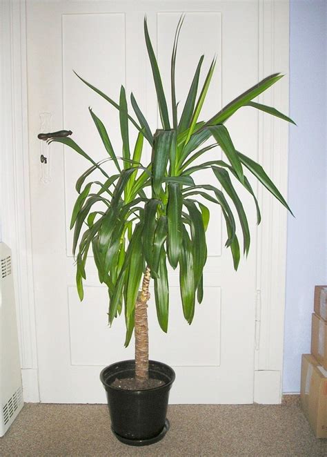 They also scrub the air of certain chemicals found in household goods like paint, rubber and furniture polish. Potted Yucca Plants - How To Care For A Yucca Houseplant