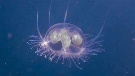 Nel Lago Di Ceresio Sono Spuntate Le Meduse Cinesi