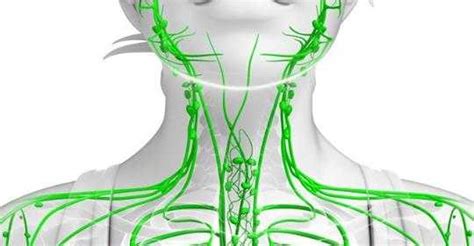 Taking Care Of Your Lymphatic System