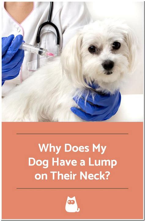 Lump On My Dog Neck Under The Skin Best Reviews