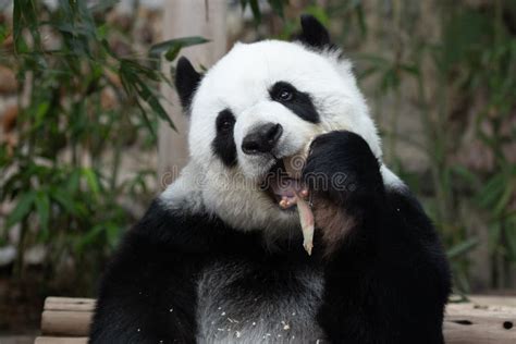 Close Up Fluffy Panda In Thailand Stock Photo Image Of Playful Black