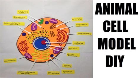 Animal Cell Model Making Using Cardboard Science Project Diy