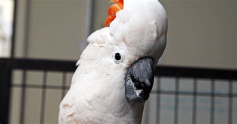 The ee20 engine had an aluminium alloy block with 86.0 mm bores and an 86.0 mm stroke for a capacity of 1998 cc. Meet Sydney: a salmon-crested cockatoo