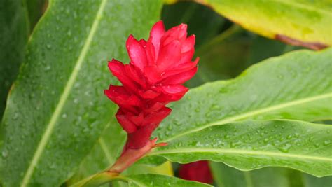 Maybe you would like to learn more about one of these? Tropical Red Ginger Plant Stock Footage Video (100% ...