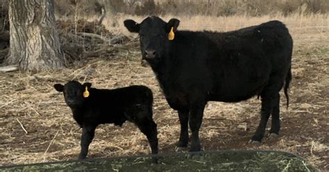 Feeding Second Trimester Cows For Calf Success In The Feedlot Hubbard Feeds