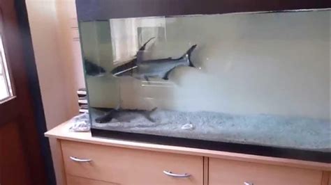 Pangasius Sanitwongsei Hd Shark Attack Lumix Fz45 N°2 Youtube