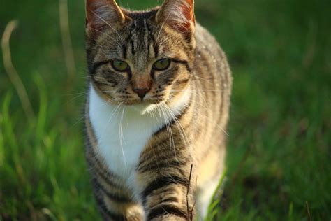 Free Picture Gray Cat Spring Green Grass Cute Nature Animal Portrait