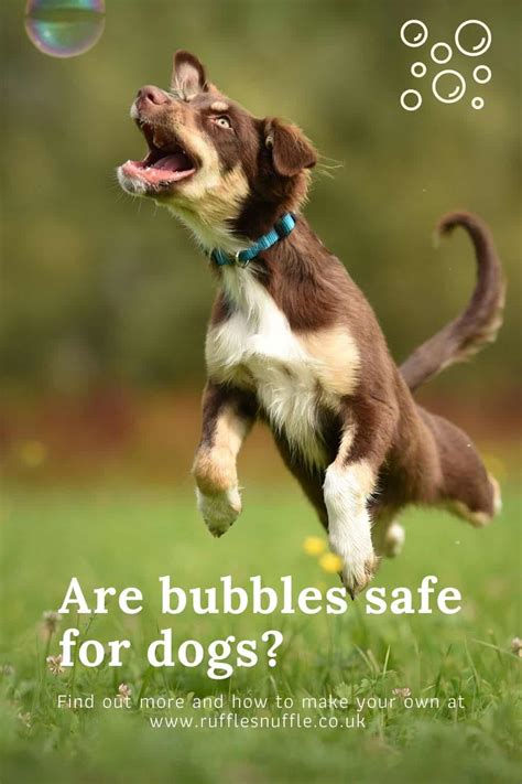 Are Bubbles Safe For Dogs To Play With We Find Out