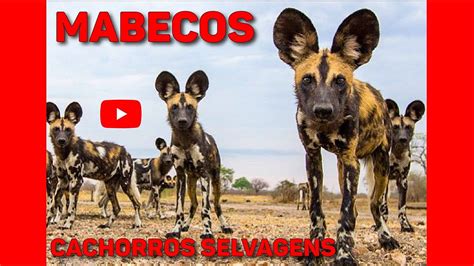 Como Vivem Os Mabecos O Cachorro Selvagem Africano Youtube