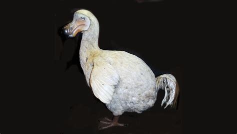 Facts About The Dodo Live Science