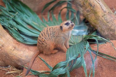 You Can Still Watch Zoo Miamis Absolutely Adorable Meerkats From Home