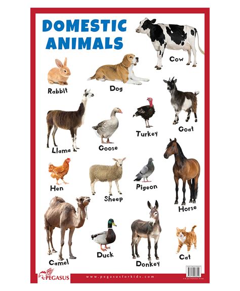 Domestic Animals Chart Mega Wallpapers