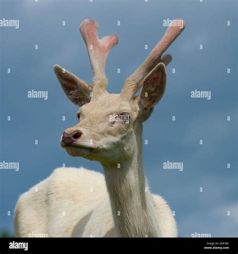 White Red Deer Stag Stock Photo Alamy