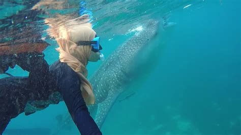 Policy studies and marine fishery resources development and management department. MALAYSIAN TOURISTS SWIM WITH WHALE SHARKS - YouTube