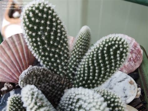 Angel wing cactus is a popular houseplant due to its easy care and cute appearance. PlantFiles Pictures: Opuntia, Angora Bunny-Ears, Angels ...