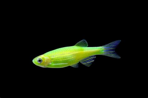 Electric Green Glofish Danio Glofish Tropical Fish Aquarium
