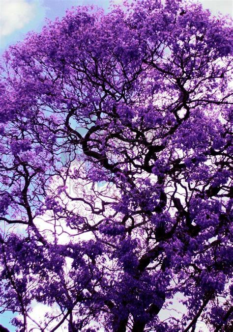 Rochelle Wallace Tree With Purple Flowers Uk 22 Purple Flowers For