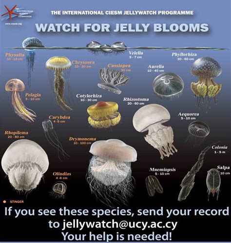 Researchers Asking Public To ‘spot A Jellyfish Jellyfish Species