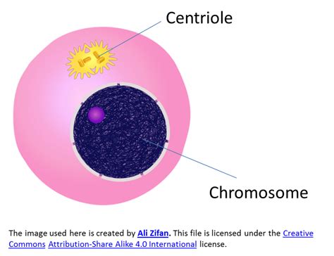 Maybe you would like to learn more about one of these? 3.1.2 Types of Cell Division - SPM Science